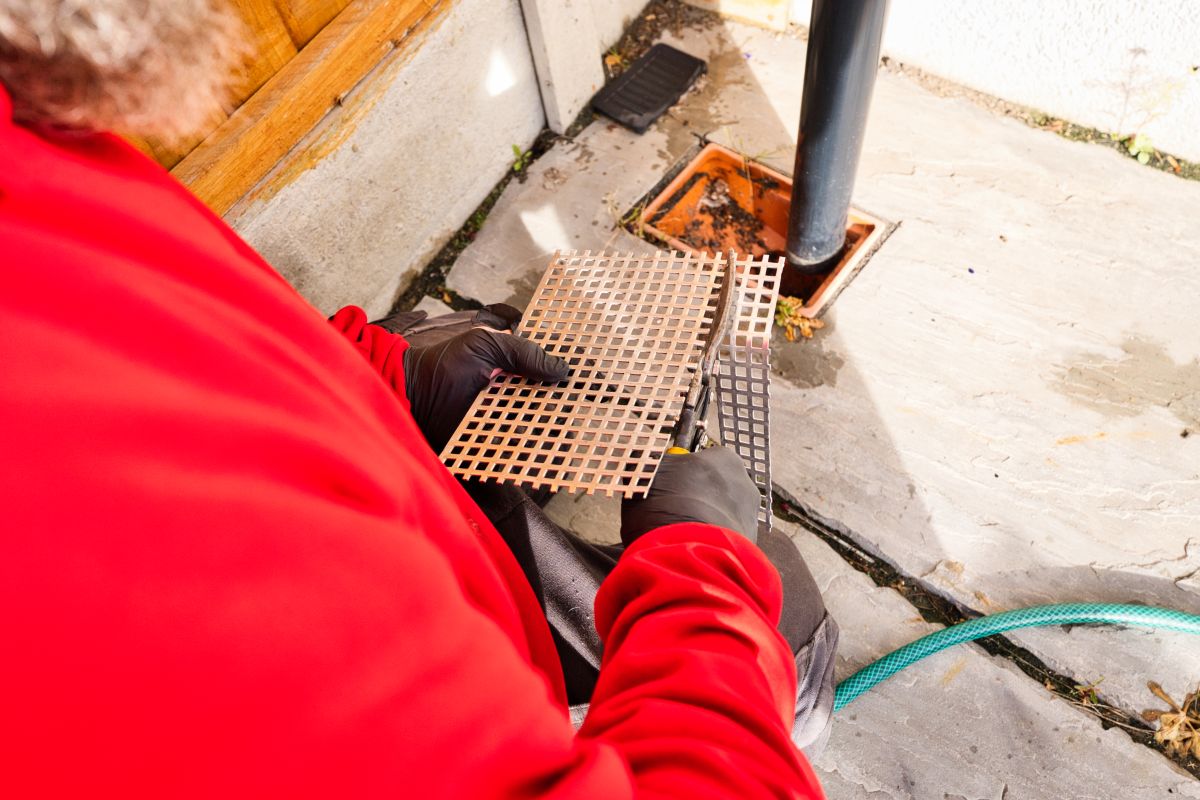 Do rats live in drains