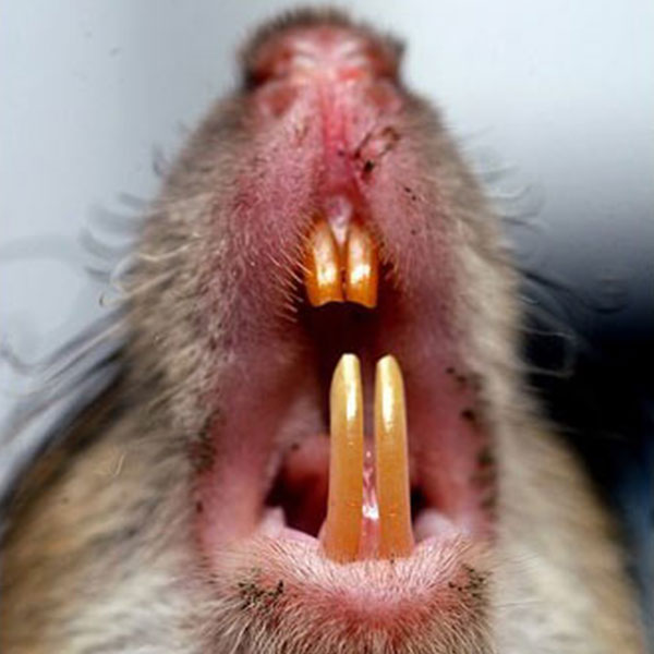 What damage can rats do to my house & health? Pestology