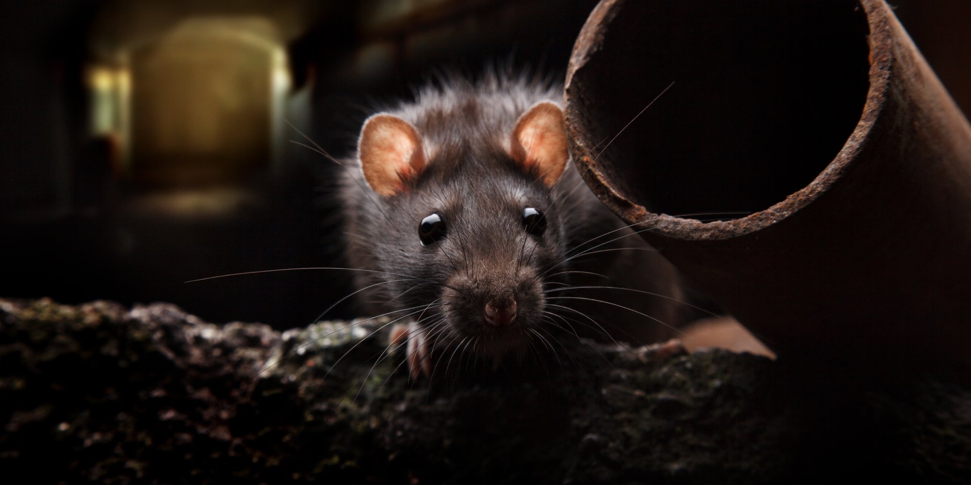 Rat Proofing London | Rats In House London | Get Rid of Rats London