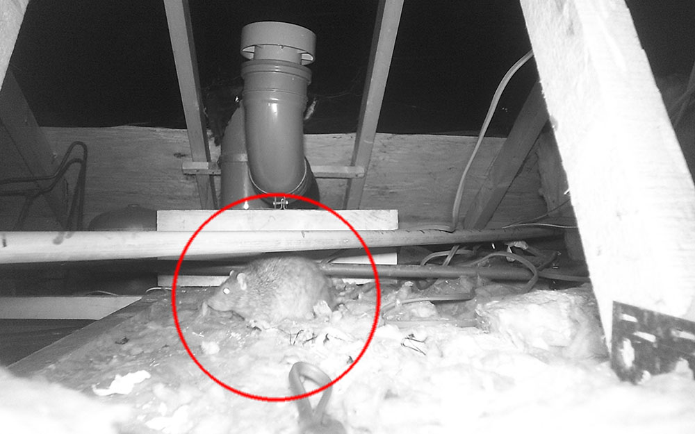 Commuter Returning From Rat Race >> Why Do Rats Want To Live In My House Pestology Commuter Returning From Rat Race >> Why Do Rats Want To Live In My House Pestology