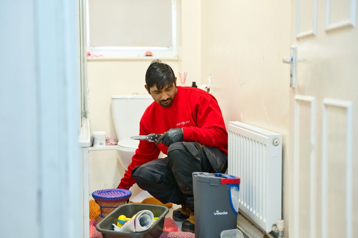 Rats causing damage in the house