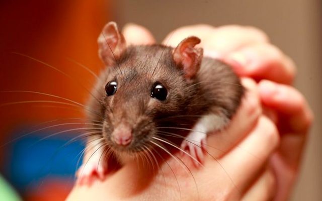 Get to know your enemy – the amazing rat - Pestology