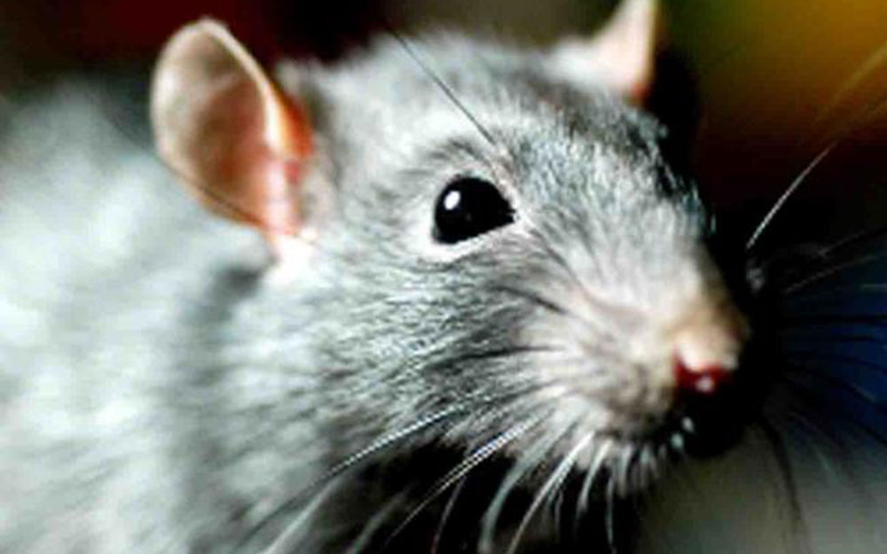 Get to know your enemy – the amazing rat - Pestology