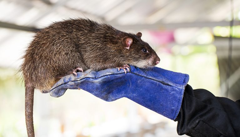 rats in querious space