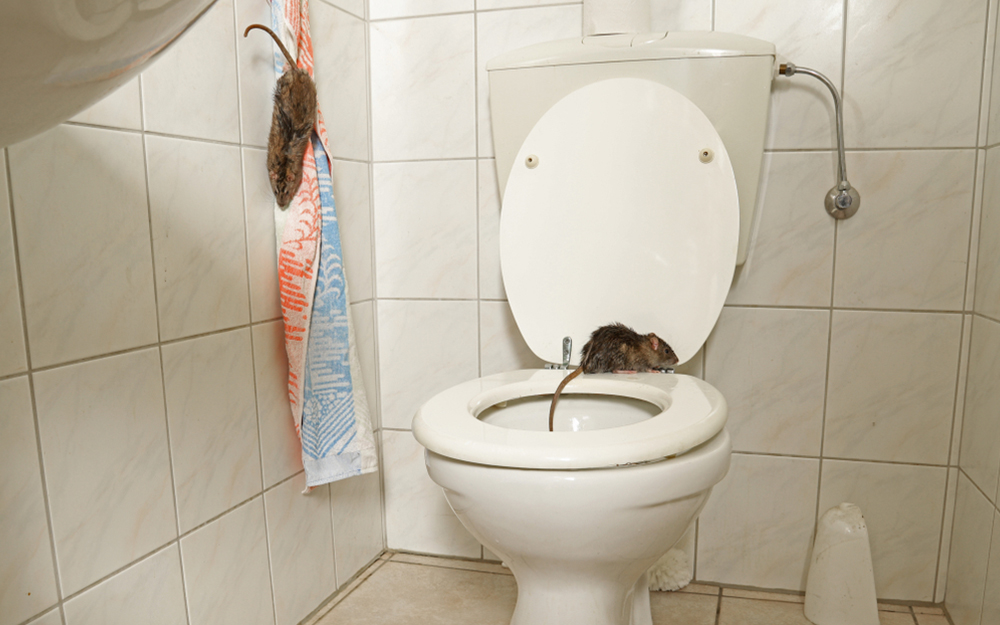 Rat Infestation Solved By Pest Control Experts Pestology   Rat Infestation 