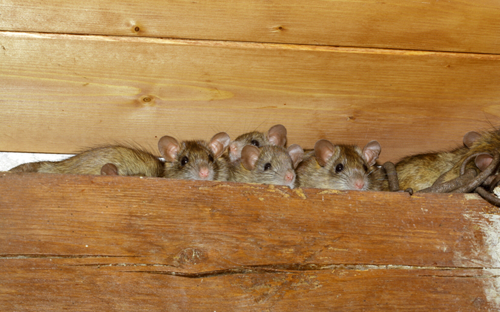 Is Spray Foam Insulation Rodent Proof?