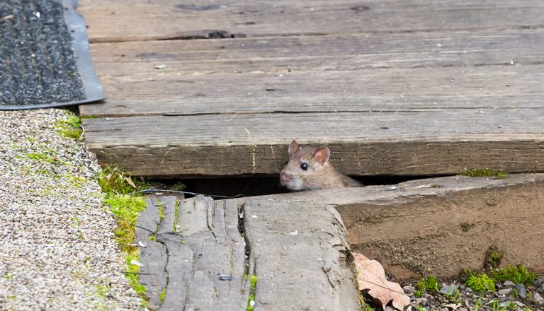 Rats Under Decking – The Facts And The Fantasy - Pestology