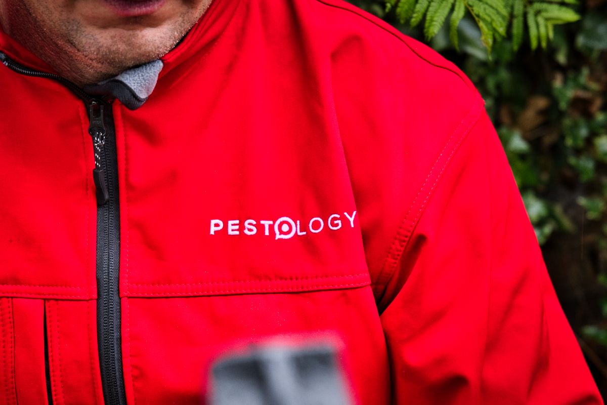 Rats under decking - pest control