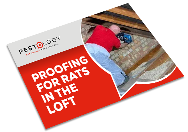 Professional Rat Loft Proofing
